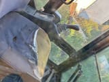 2000 JCB 803 PLUS excavator interior view